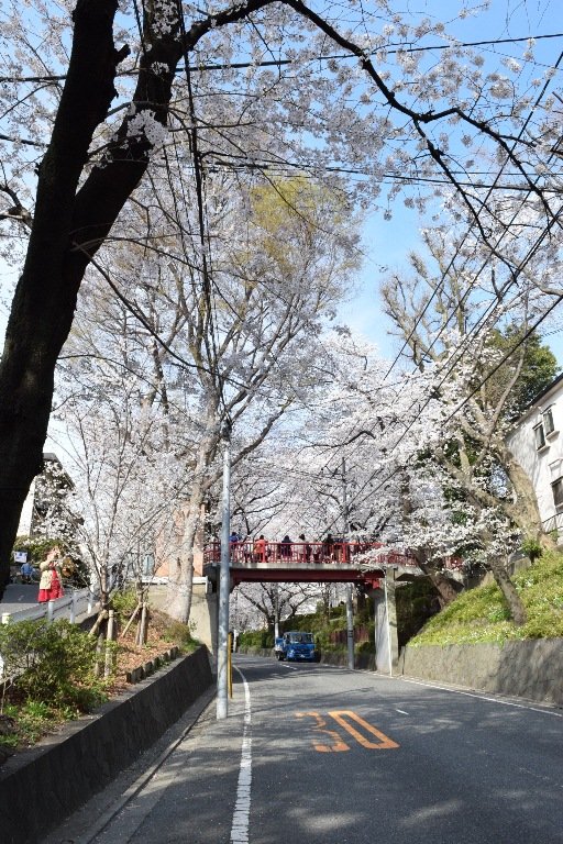 🌸 벚꽃 언덕(사쿠라자카) 이미지 1